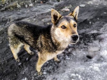 High angle portrait of a dog