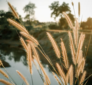 Close-up of stalks in field against sky