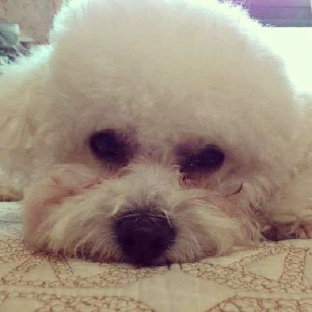 domestic animals, animal themes, pets, mammal, dog, one animal, relaxation, indoors, animal hair, lying down, resting, close-up, sleeping, two animals, portrait, animal head, white color, looking at camera, cute, puppy