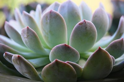 Close-up of succulent plant