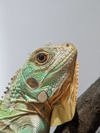 animal themes