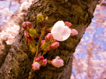 Close-up of pink cherry blossoms in spring