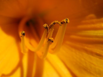 Close-up of flower stamens