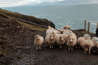 Sheep on shore against sky