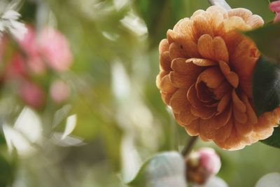 Close-up of pink flower blooming outdoors