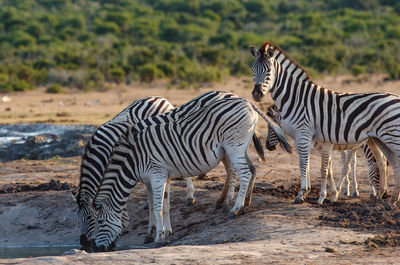 Zebra standing on ground