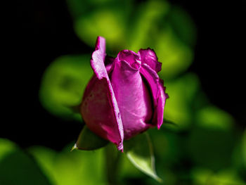 Close-up of pink rose