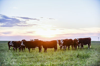 Cows on field against sky