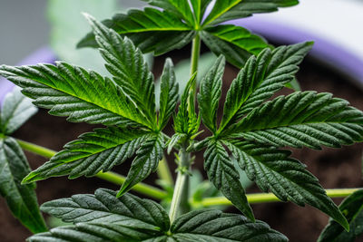 Close-up of fresh potted plant