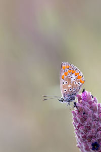 Close-up of butterfly pollinating on purple flower