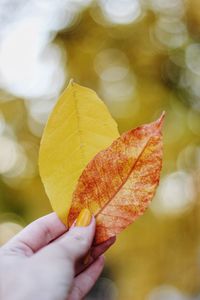 Close-up of hand holding maple leaf