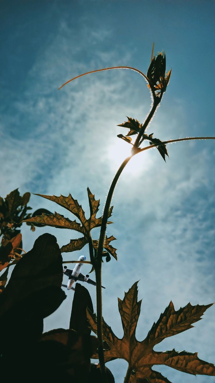 CLOSE-UP OF PLANT AGAINST SKY