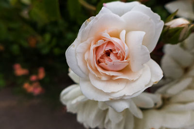 Close-up of white rose blooming outdoors