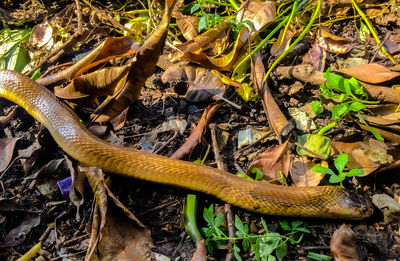 High angle view of lizard on field