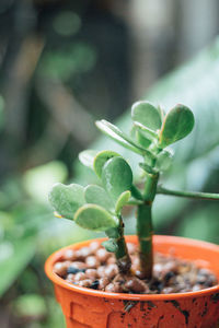 Close-up of small potted plant