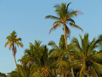 Low angle view of palm trees against clear sky