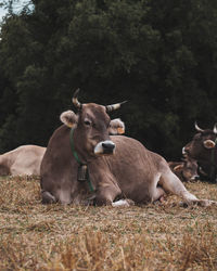 View of cows on field