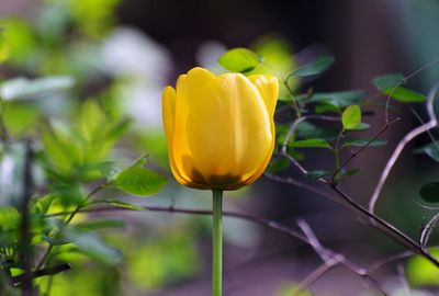 Close-up of yellow flowering plant