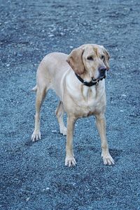 Portrait of dog standing outdoors
