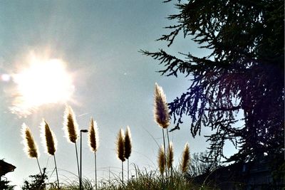 Low angle view of sun shining through trees