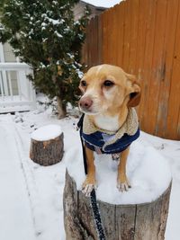 Close-up of dog sitting on snow