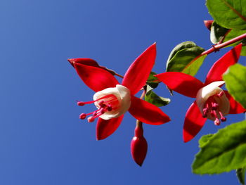 Low angle view of red flowering plant against clear blue sky