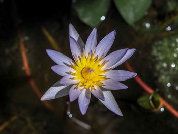 Close-up of purple flower