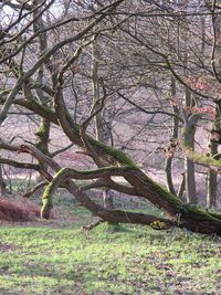 Low angle view of tree