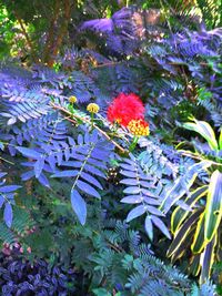 Close-up of plants against trees