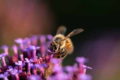 Close-up of bee pollinating on purple flower