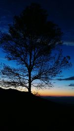 Silhouette tree on beach against sky at sunset