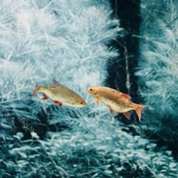 Close-up of fish swimming in aquarium