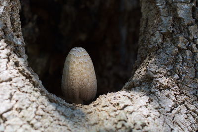 Close-up of mushroom growing on rock