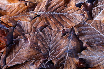 Full frame shot of beech leaves.