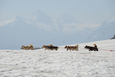 Horses on a snow covered landscape