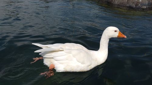 High angle view of swan swimming in lake