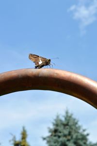 Low angle view of bird perching on tree against sky