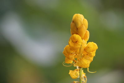 Close-up of yellow flowering plant on field