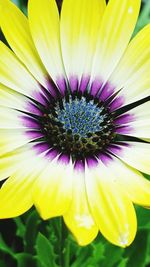 Close-up of fresh purple flower blooming in garden