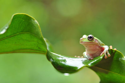 Close-up of frog on leaves