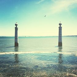 Seagull flying over sea