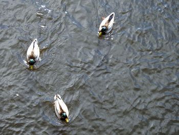 High angle view of ducks swimming in water