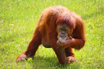 Close-up of orangutan on grassy field