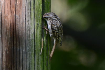 Close-up of bird perching on tree