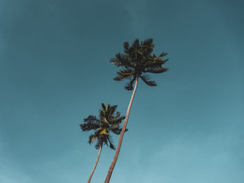 Low angle view of coconut palm tree against blue sky