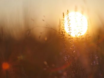 Plants growing against sky during sunset