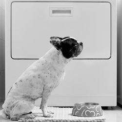 Dog looking away while sitting on table at home