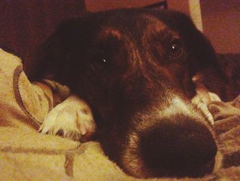 Close-up of dog lying on ground