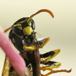 Close-up of insect on flower
