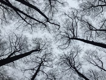 Low angle view of bare trees against sky